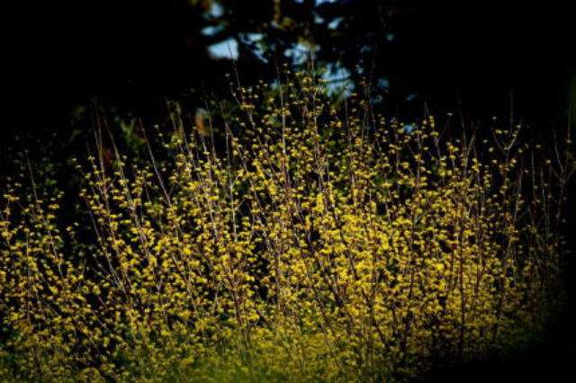 花信春のビジュアル