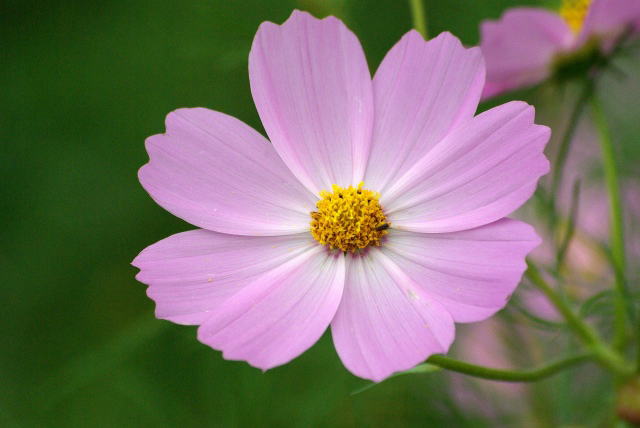 花信秋のビジュアル