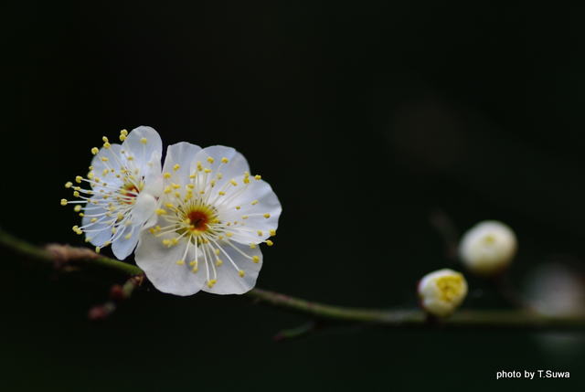 冬のメインビジュアル
