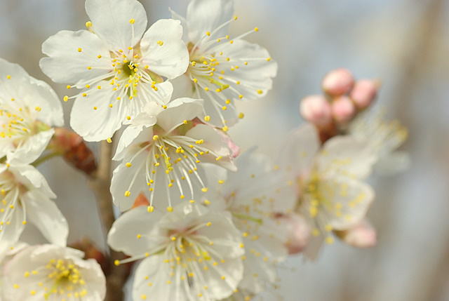 花信冬のビジュアル